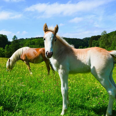 Unser Haflingerfohlen Santos mit seiner Mutter Siria
