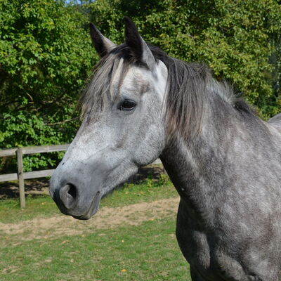 Bild eines Reitpferdes auf dem Landgut Pfauenhof in der Eifel