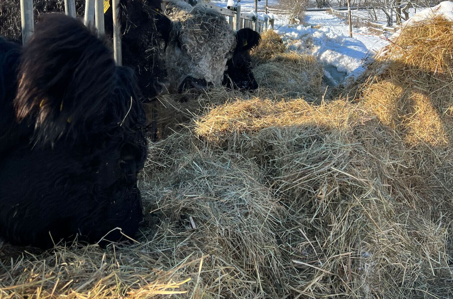 Galloway Rinder fressen Heu in der Eifel auf dem Landgut Pfauenhof