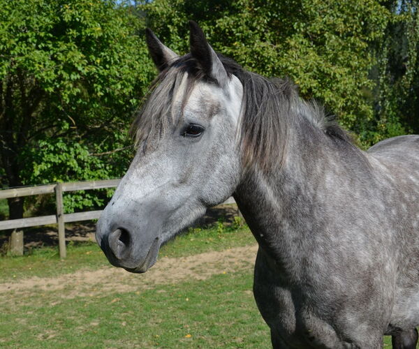 Bild eines Reitpferdes auf dem Landgut Pfauenhof in der Eifel