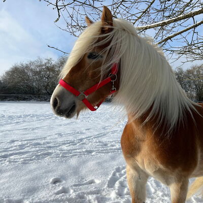 Siria - eine tolle und gutmütige Haflinger Stute