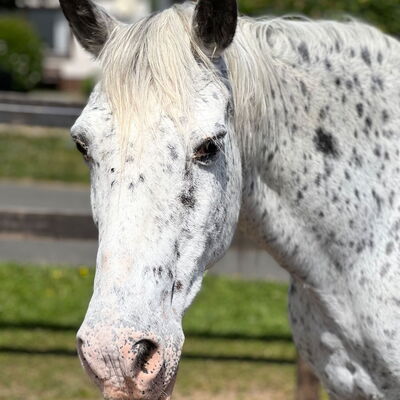 Clara - Knabstrupper-Stute