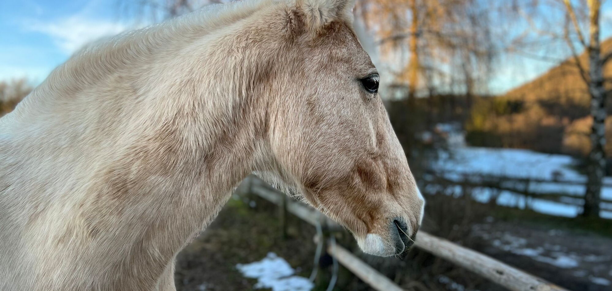Celly - die Leitstute der Herde