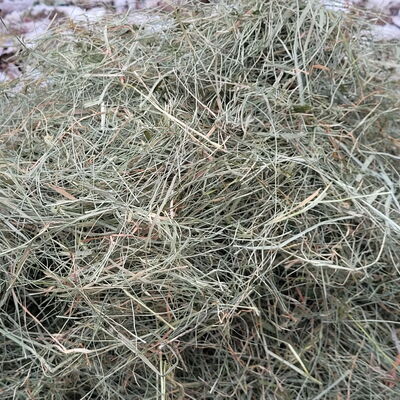 Bio-Heulage für Galloway Rinder auf dem Landgut Pfauenhof in der Eifel