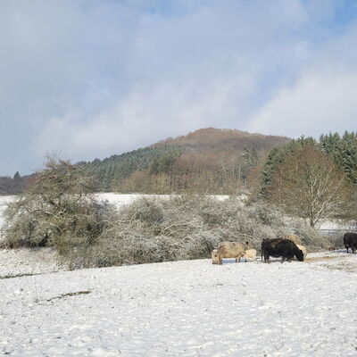 Galloway Mutterkuhherde auf dem Landgut Pfauenhof in der Eifel
