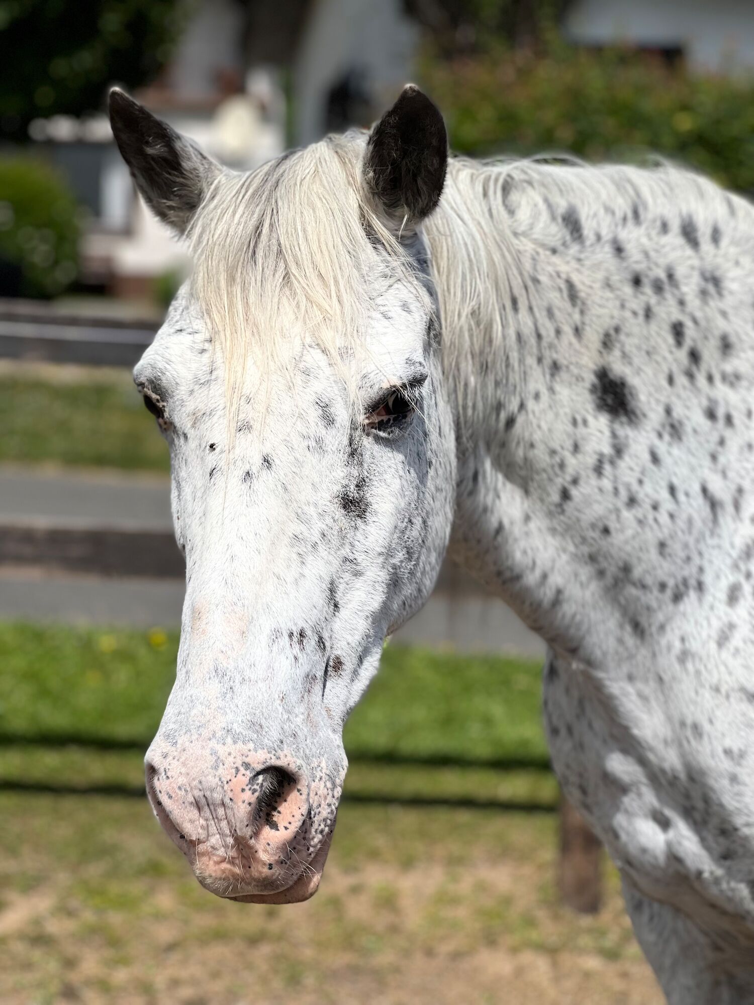Clara - Knabstrupper-Stute