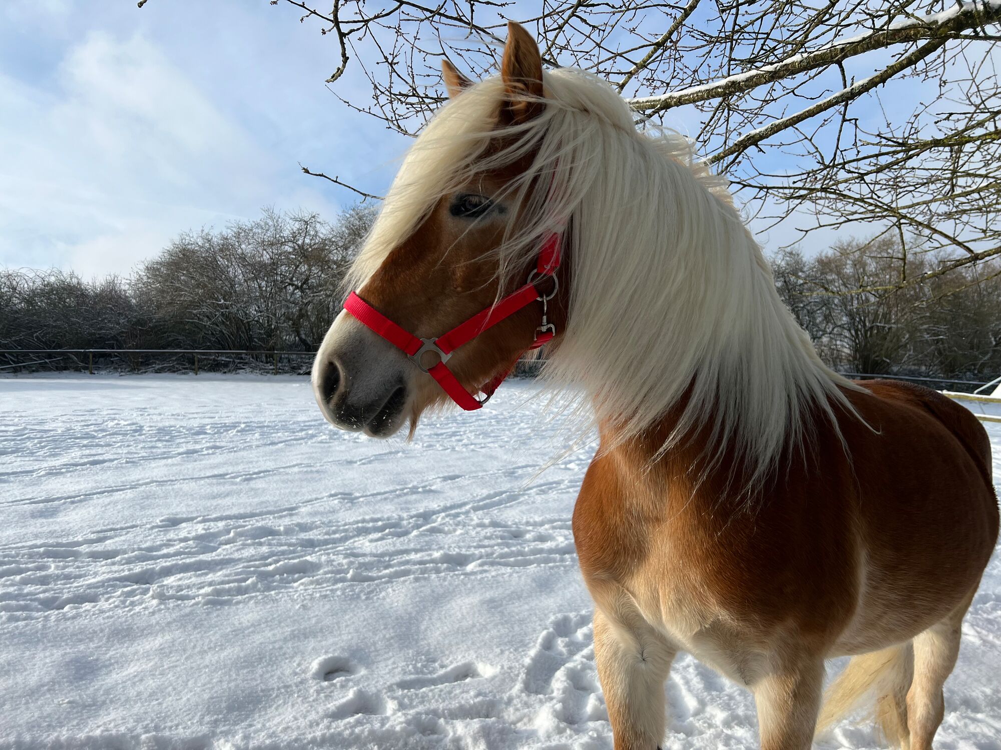 Siria - eine tolle und gutmütige Haflinger Stute